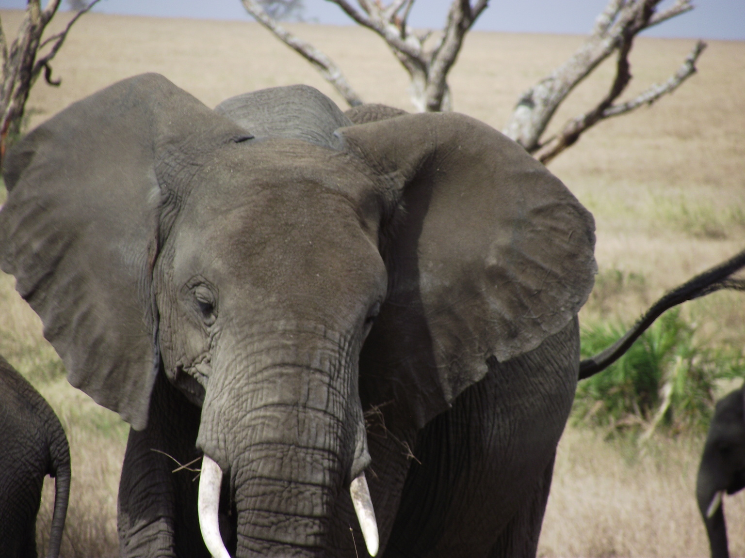 A close-up of an African Elephant.