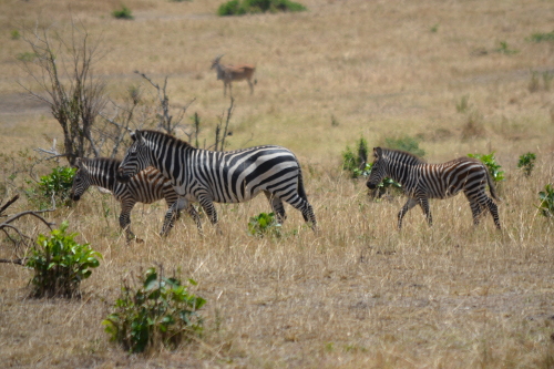 A female zebra and two colts.