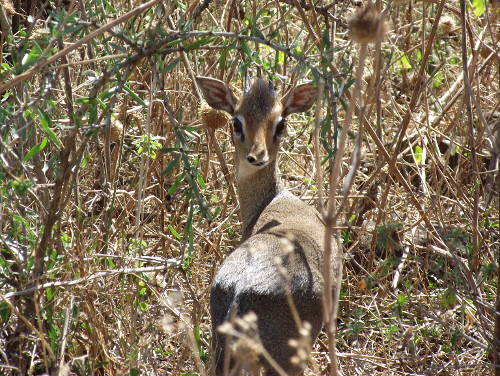 A pair of dik-diks resting in the shade.