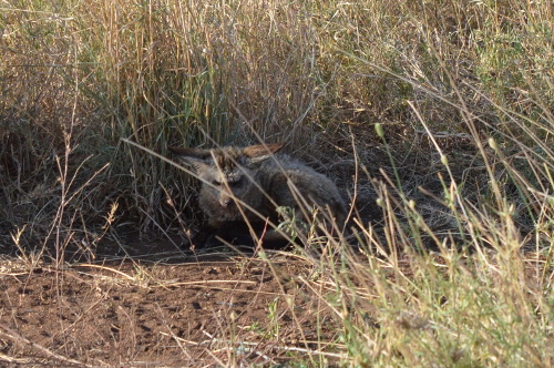 A bat-eared fox.