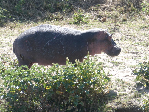 A scarred up old hippo.