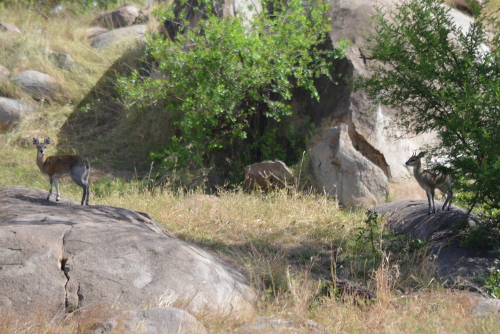 A pair of Klipspringers.