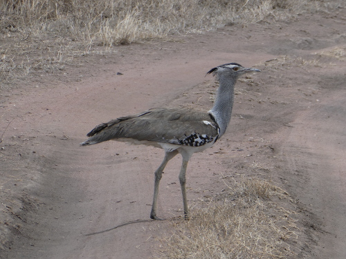 A Kori bustard.