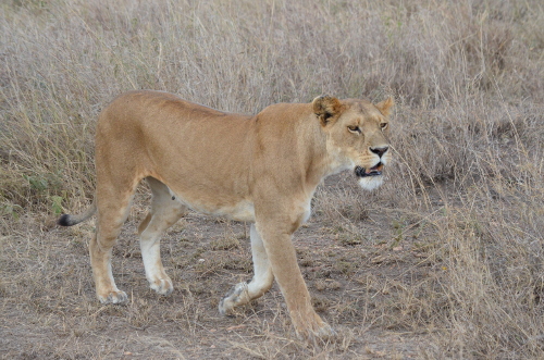 A lioness walking.
