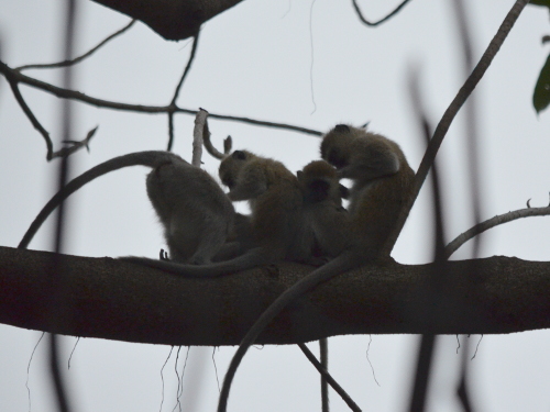 A group of vervet monkeys.