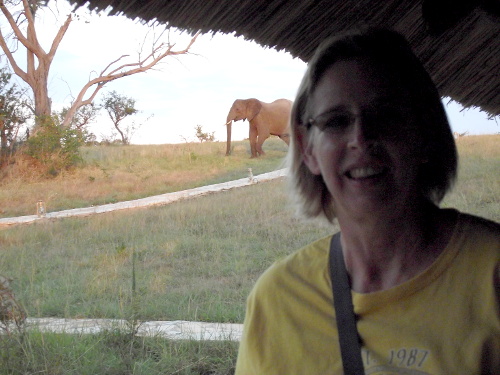 An elephant that came into our camp to escape the fire.