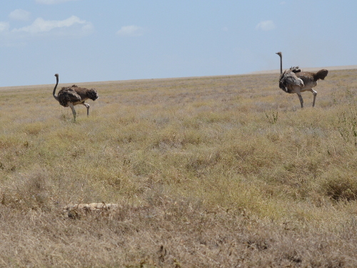 A pair of Ostriches.