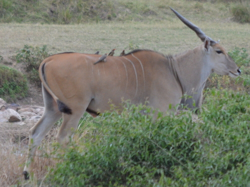 A group of oxpeckers on the back of an eland.