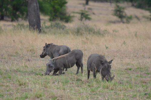 A warhog kneeling to feed.