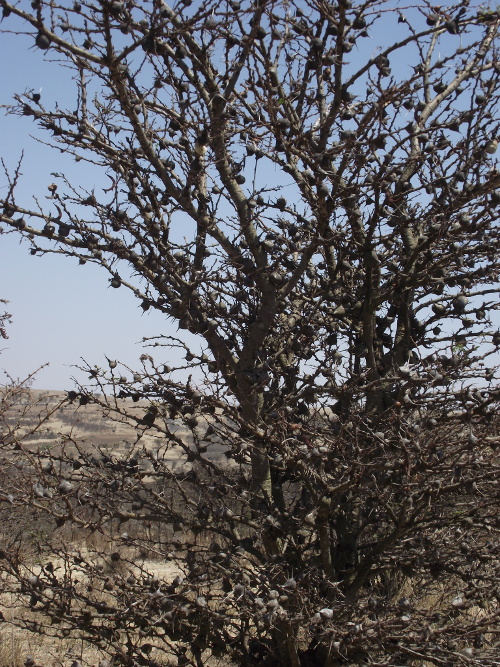 An umbrella Acacia tree.