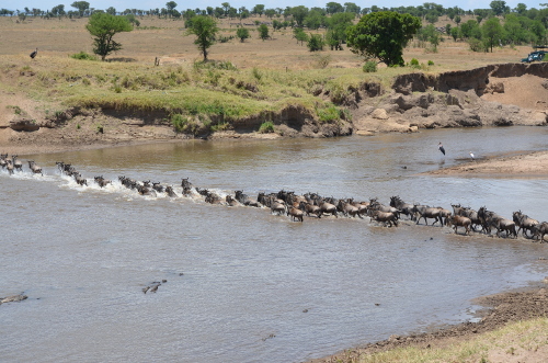 A group of wildebeest crossing the Mara River.