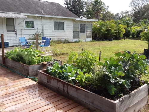 Explosive growth in the garden.