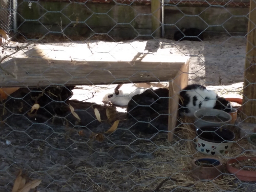Our five rescue bunnies in their hutch.