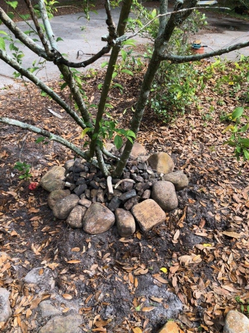 A Chinese Lantern Hibiscus bush surrounded by rocks and fossils.