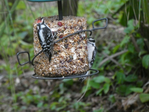A male and female downy woodpeckers on the seed cylinder.