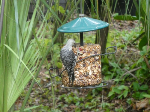 An immature red bellied woodpecker on the seed cylinder.