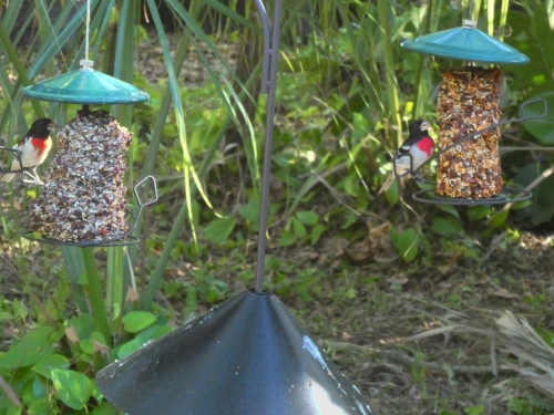 A pair of rose-breasted grosbeaks on our feeders.