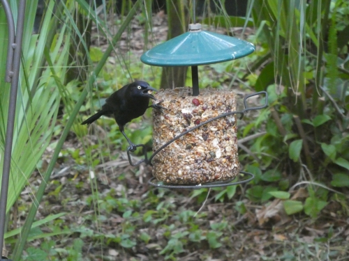 A black bird eating from the seed cylinder.