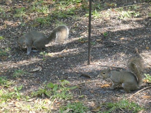 Squirrels scurrying around under our bird feeders.