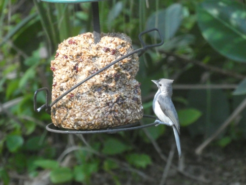 A Tufted Titmouse on the seed cylinder.