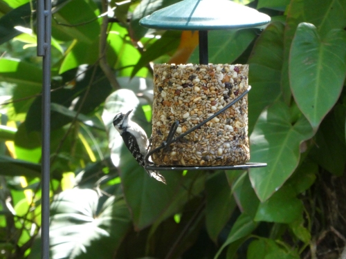 A female downy woodpecker on the seed cylinder.