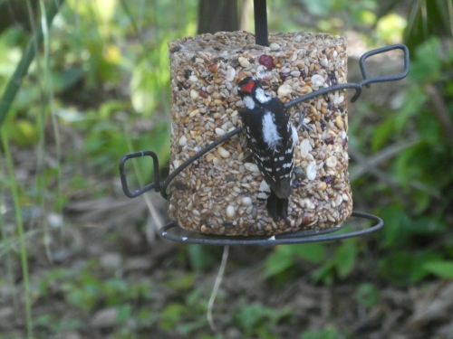 A male downy woodpecker on the seed cylinder.
