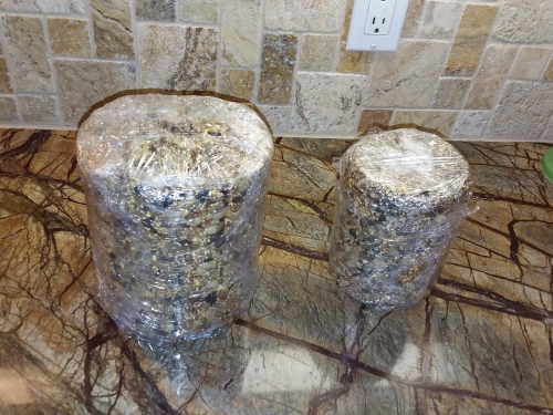Two home-made seed cylinders wrapped in cling wrap.
