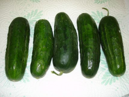 Cucumbers for pickle making.