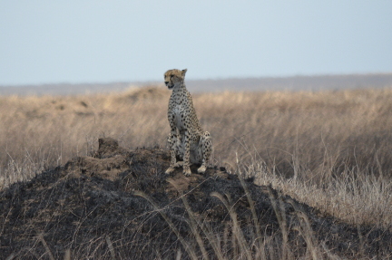 A cheetah sitting on a termite mound in Serengeti National Park.
