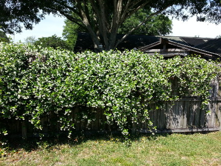 Jasmine in bloom on my back yard fence.