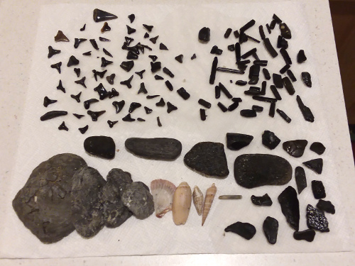 Fossils collected at Venice Beach.