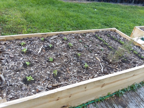 More plants growing in the garden.