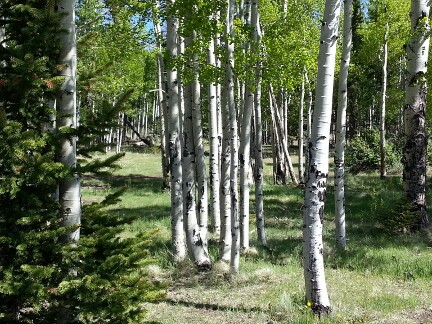 Aspens in the White Mountains of Arizona.