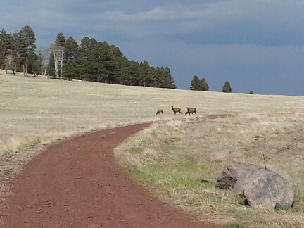 Mule Deer in the White Mountains.