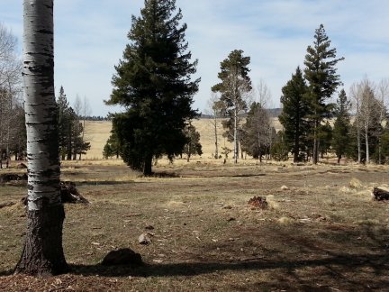 A lovely meadow in the White Mountains of Arizona.