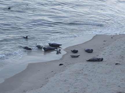 The Carpinteria seal rookerie.