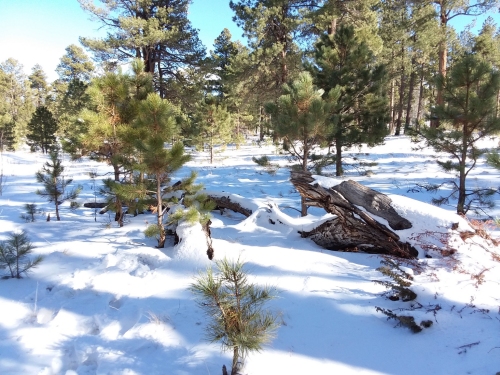 A lovely hike in the snowy woods.