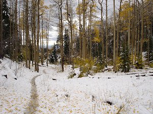 Trail in the snow