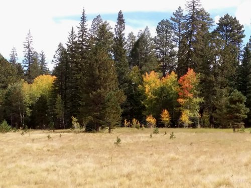 Aspens changing color.