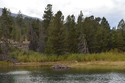 A bever lodge in the middle of a pond.