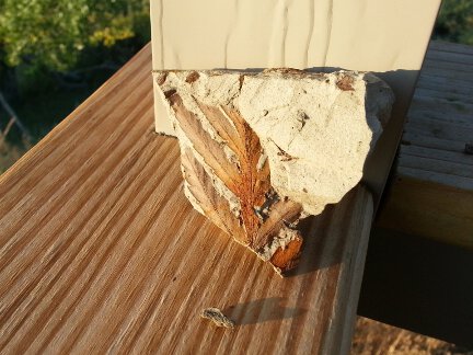 A 73 million year old fossil leaf.