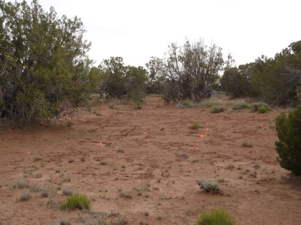 A field full of marker flags.