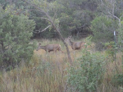 Two deer on the road to Bartlett Mesa.