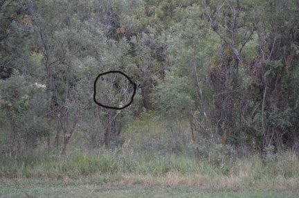 Almost got a photo of a bear on Bartlett Mesa.