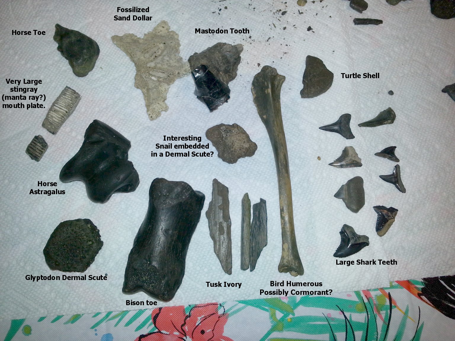 Our best finds from fossil hunting the Peace River.