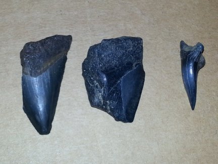 Three big shark teeth.