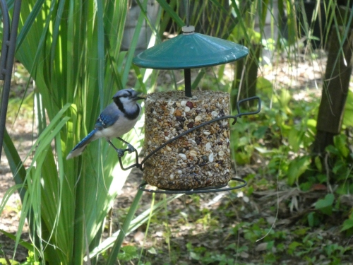 A Bluejay on the seed cylinder.