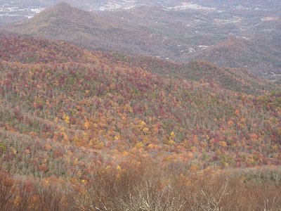 Trees changing colors in the Georgia mountains.