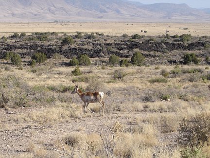 A pronghorn antelope in Valley of Fires State Park.