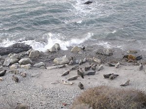 The seal rookery at Carpinteria, California